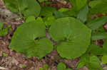 Wild ginger